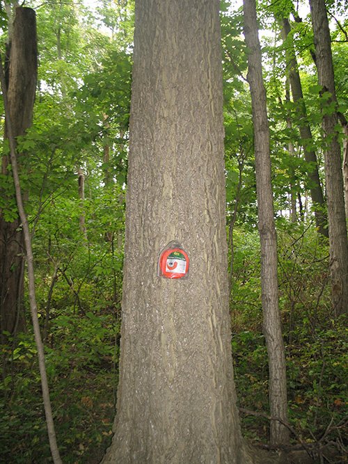 Property photo 19 - LAND AUCTION, 118.508+/- Acres offered in 2 Tracts