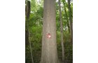 Property photo 19 - LAND AUCTION, 118.508+/- Acres offered in 2 Tracts