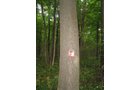 Property photo 16 - LAND AUCTION, 118.508+/- Acres offered in 2 Tracts