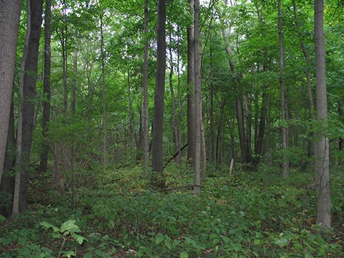 Property photo 13 - LAND AUCTION, 118.508+/- Acres offered in 2 Tracts