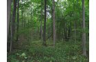 Property photo 13 - LAND AUCTION, 118.508+/- Acres offered in 2 Tracts