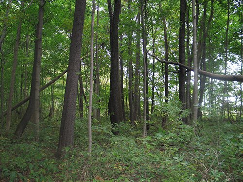 Property photo 25 - LAND AUCTION, 118.508+/- Acres offered in 2 Tracts