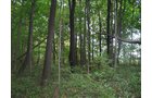 Property photo 25 - LAND AUCTION, 118.508+/- Acres offered in 2 Tracts