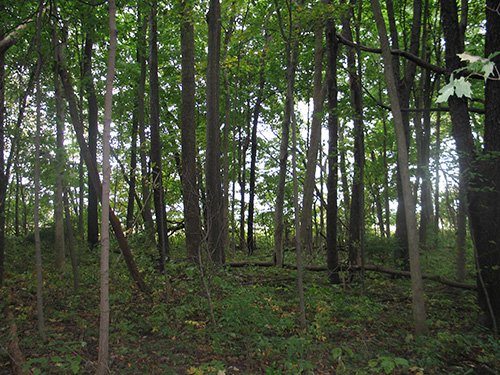 Property photo 27 - LAND AUCTION, 118.508+/- Acres offered in 2 Tracts