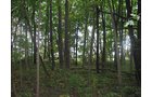 Property photo 27 - LAND AUCTION, 118.508+/- Acres offered in 2 Tracts