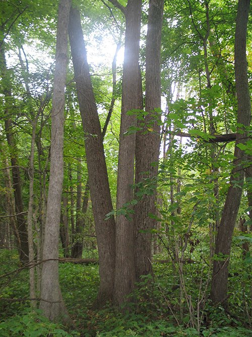 Property photo 9 - LAND AUCTION, 118.508+/- Acres offered in 2 Tracts