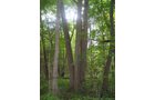 Property photo 9 - LAND AUCTION, 118.508+/- Acres offered in 2 Tracts