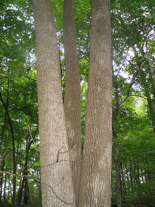 Property photo 22 - LAND AUCTION, 118.508+/- Acres offered in 2 Tracts