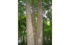 Property photo 22 - LAND AUCTION, 118.508+/- Acres offered in 2 Tracts