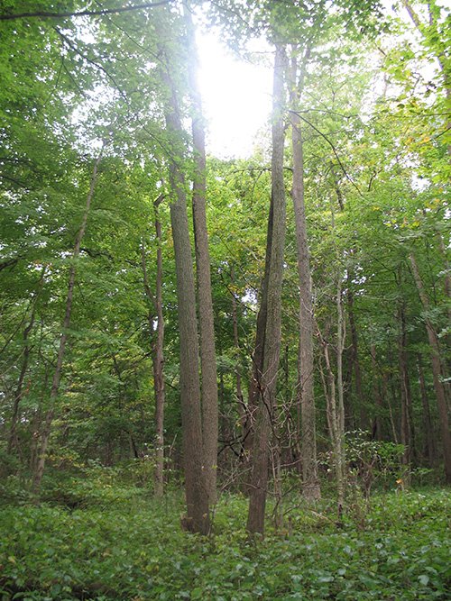 Property photo 23 - LAND AUCTION, 118.508+/- Acres offered in 2 Tracts