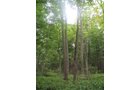 Property photo 23 - LAND AUCTION, 118.508+/- Acres offered in 2 Tracts