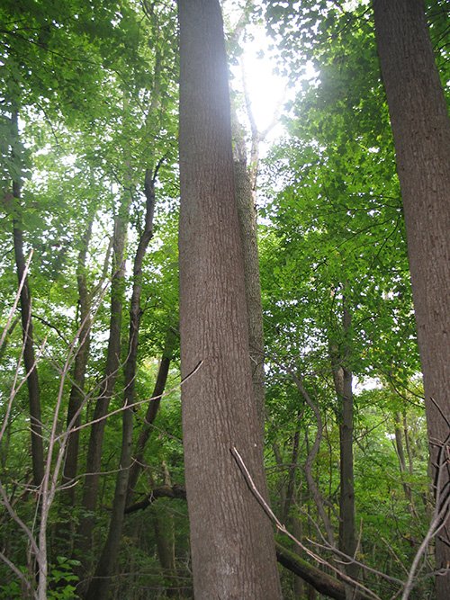 Property photo 15 - LAND AUCTION, 118.508+/- Acres offered in 2 Tracts