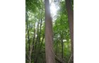 Property photo 15 - LAND AUCTION, 118.508+/- Acres offered in 2 Tracts