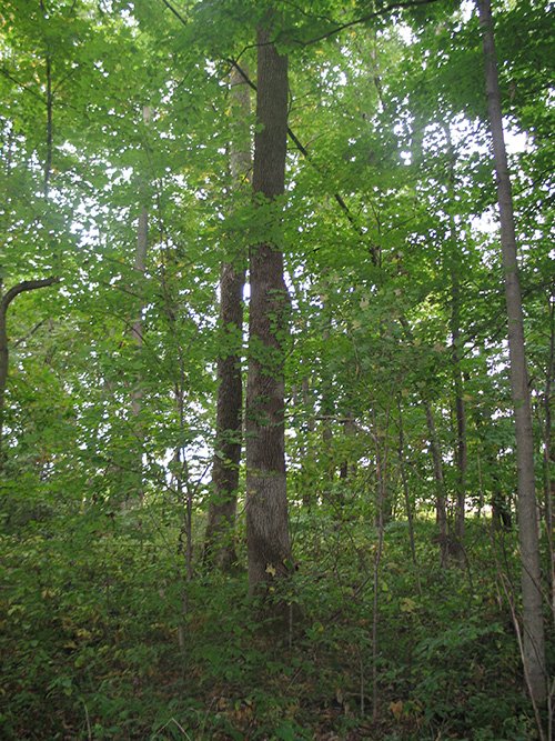 Property photo 24 - LAND AUCTION, 118.508+/- Acres offered in 2 Tracts