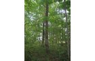 Property photo 24 - LAND AUCTION, 118.508+/- Acres offered in 2 Tracts