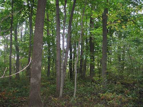 Property photo 17 - LAND AUCTION, 118.508+/- Acres offered in 2 Tracts