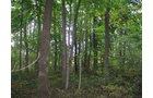 Property photo 17 - LAND AUCTION, 118.508+/- Acres offered in 2 Tracts