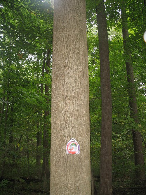 Property photo 18 - LAND AUCTION, 118.508+/- Acres offered in 2 Tracts
