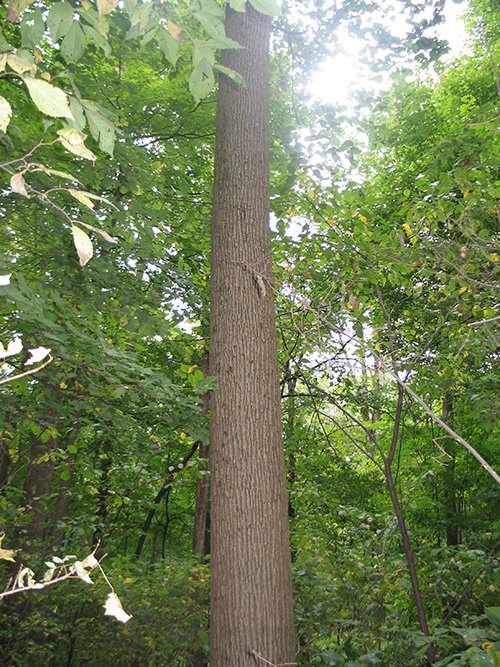 Property photo 12 - LAND AUCTION, 118.508+/- Acres offered in 2 Tracts