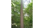 Property photo 12 - LAND AUCTION, 118.508+/- Acres offered in 2 Tracts
