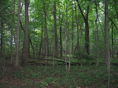 Property photo 10 - LAND AUCTION, 118.508+/- Acres offered in 2 Tracts