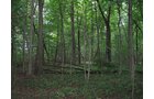 Property photo 10 - LAND AUCTION, 118.508+/- Acres offered in 2 Tracts