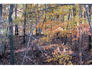 Property photo 7 - REAL ESTATE & PERSONAL PROPERTY AUCTION, 95.5+/- Acres offered in 2 Tracts