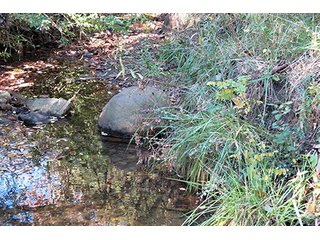 Property photo 15 - REAL ESTATE & PERSONAL PROPERTY AUCTION, 95.5+/- Acres offered in 2 Tracts