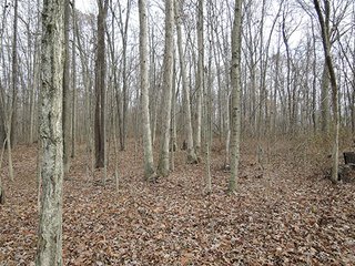 111+/- Acres with 37.2+/- tillable acres.  Attractive recreational offering with farm income.  Great property for 4 wheeling, hunting, hiking, farming, and food plots.  Plenty of seclusion to enjoy the wildlife here!  About 1080' of road frontage on US 35.

Possession at closing. - 111+/- Acres with 37.2+/- Tillable Acres (Excellent Hunting and Recreation)