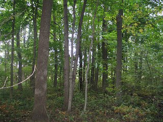 90.141 acres with 66.6 tillable and the balance in mixed hardwoods.   This is approximately 1/2 mile of road frontage on CR 850W and 1/4 mile of road frontage on CR 825N.  A timber report is available.     - 90.141 Acres with 66.6 Tillable and the Balance in Mixed Hardwoods