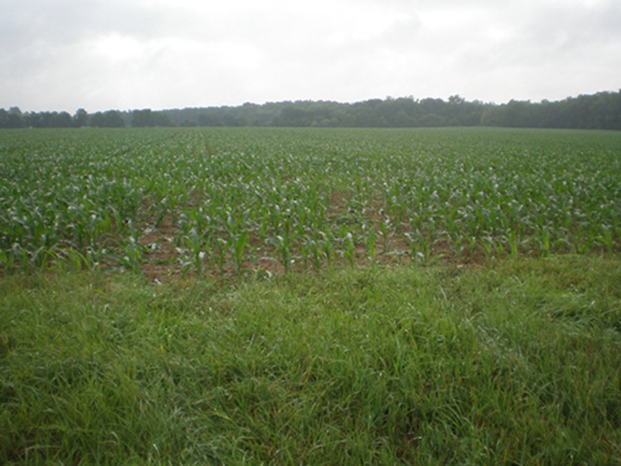 For sale: Productive Cropland - Boston, IN