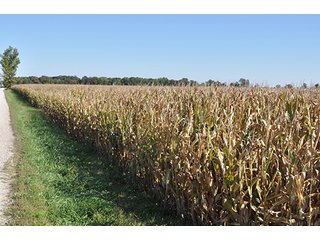 Nice 80 acre farm located a mile west of Kirklin in southern Clinton County.  Excellent road frontage along CR 580E of 2500'. - 80 Acre Clinton County Indiana Farm - Near Kirklin