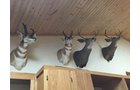 Property photo 11 - PERSONAL PROPERTY AUCTION, IMPRESSIVE 3 DAY AUCTION in Noble County
