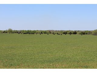 Tract 20 - LAND AUCTION, 520+/- Acre McClain County Oklahoma Land Auction Offered in 23 Tracts