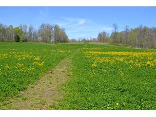 Property photo 15 - LAND AUCTION, 115+/- Acres offered in 3 Tracts in Parke County