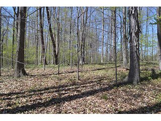 Property photo 84 - LAND AUCTION, 115+/- Acres offered in 3 Tracts in Parke County