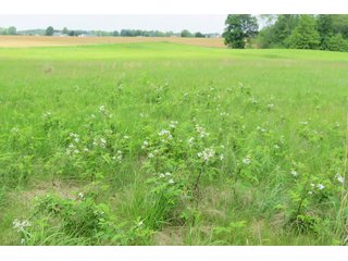 Tract 2 - Real Estate Auction in Central Ohio, 181+/- Acres offered in 4 Tracts in Union County