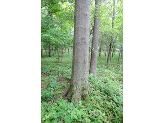 Property photo 11 - Real Estate Auction in Central Ohio, 181+/- Acres offered in 4 Tracts in Union County