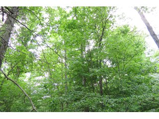 Tract 4 - Real Estate Auction in Central Ohio, 181+/- Acres offered in 4 Tracts in Union County