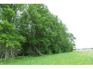 Tract 4 - Real Estate Auction in Central Ohio, 181+/- Acres offered in 4 Tracts in Union County
