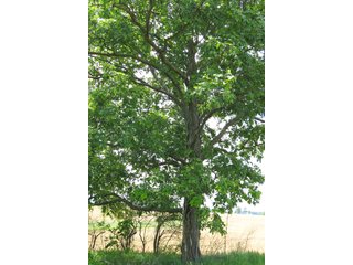 Tract 2 - Real Estate Auction in Central Ohio, 181+/- Acres offered in 4 Tracts in Union County