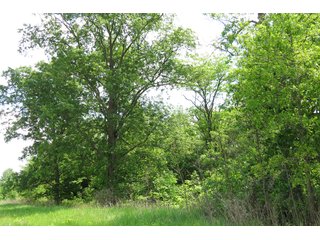 Tract 2 - Real Estate Auction in Central Ohio, 181+/- Acres offered in 4 Tracts in Union County