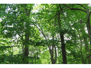 Tract 2 - Real Estate Auction in Central Ohio, 181+/- Acres offered in 4 Tracts in Union County