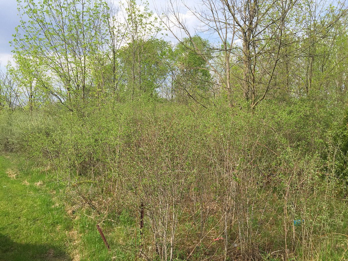 Property photo 2 - LAND AUCTION, 12.5+/- Acres offered in 2 Tracts in Allen County