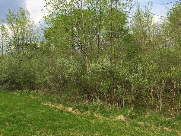LAND AUCTION, 12.5+/- Acres offered in 2 Tracts in Allen County