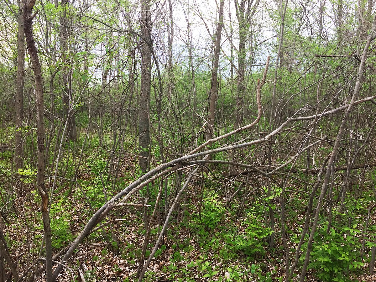 Property photo 3 - LAND AUCTION, 12.5+/- Acres offered in 2 Tracts in Allen County