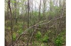 Property photo 3 - LAND AUCTION, 12.5+/- Acres offered in 2 Tracts in Allen County