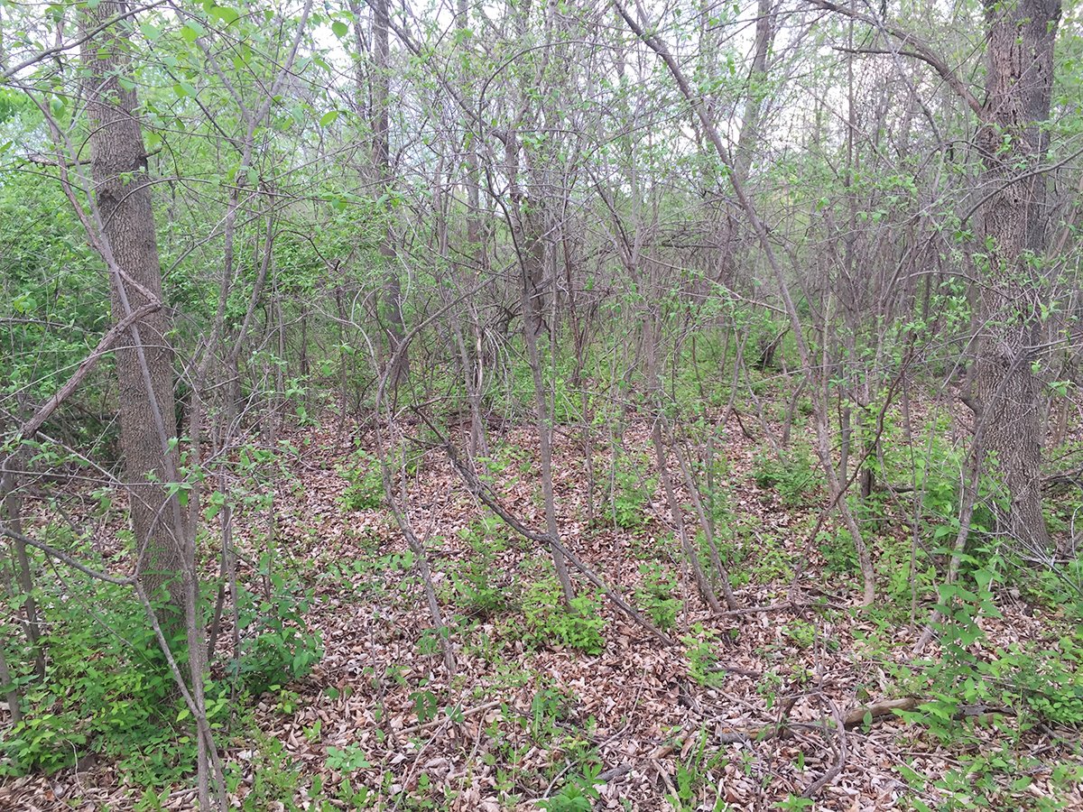 Property photo 4 - LAND AUCTION, 12.5+/- Acres offered in 2 Tracts in Allen County