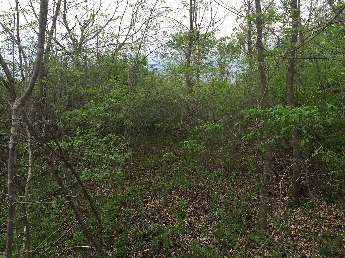 Property photo 5 - LAND AUCTION, 12.5+/- Acres offered in 2 Tracts in Allen County