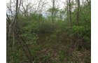 Property photo 5 - LAND AUCTION, 12.5+/- Acres offered in 2 Tracts in Allen County